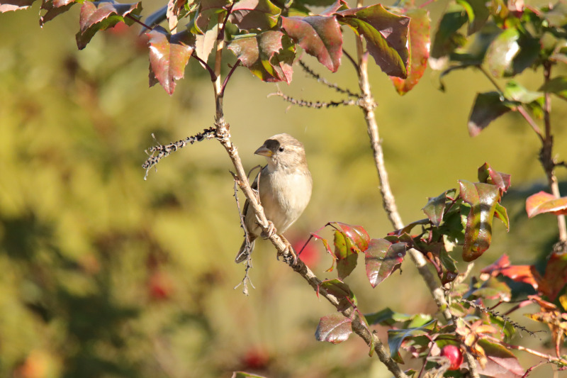 <br>Sean Rose<br>Field Trip Oct 2022<br>Cowichan Estuary<br>Resting