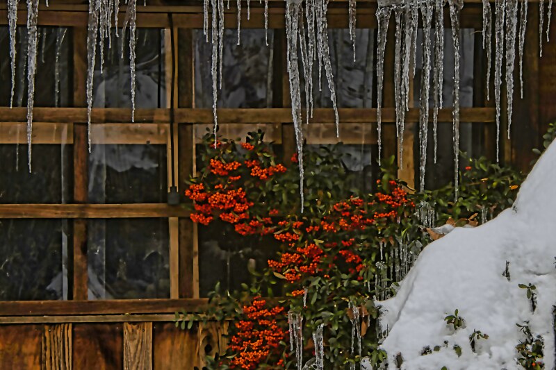 John VialaDecember 2022Icicles and Berries