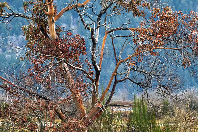 Martha Aguero  January 2023 South Estuary