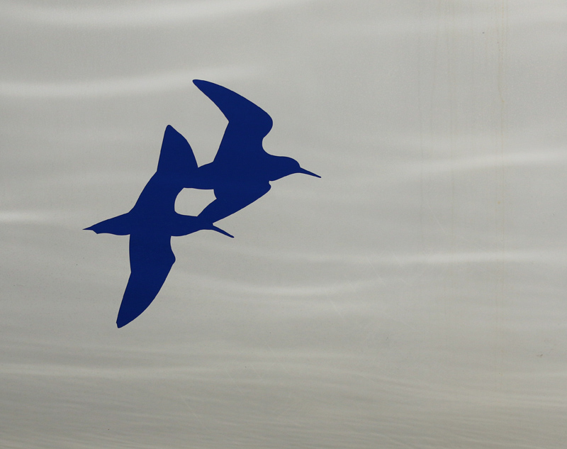 Willie HarvieCowichan Bay/Hecate Park Field TripJanuary 2023'blue birds'