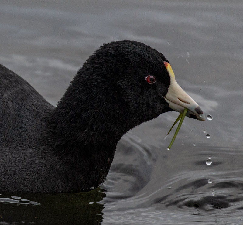 Carl ErlandJanuary 2023American Coot