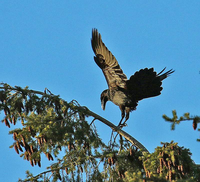 Willie HarvieJanuary 2023Raven finds a Perch