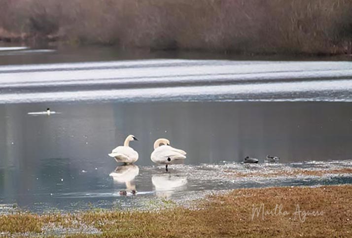 Martha Aguero Somenos Marsh-Somenos Lake Field Trip January 2023Trumpeter Swan couple
