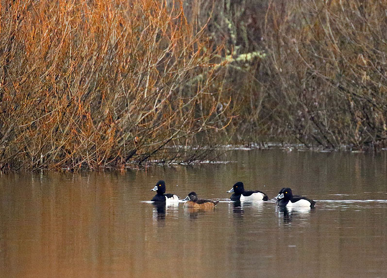 Willie HarvieSomenos Marsh-Somenos Lake Field TripJanuary 2023Ring-necked ducks