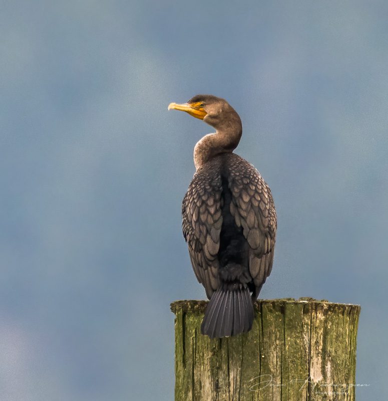 Jan HeerwagenJanuary 2023Watchful Cormorant 