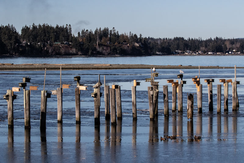 Carl ErlandJanuary 2023Bird Beds in Bay