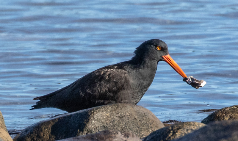 Carl ErlandJanuary 2023American Oyster Catcher with Oyster