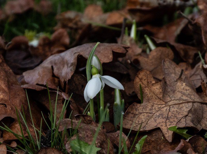 Carl ErlandJanuary 2023Snow Drops