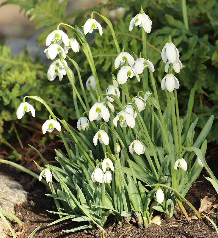 Willie HarvieFebruary 2023Snowdrops