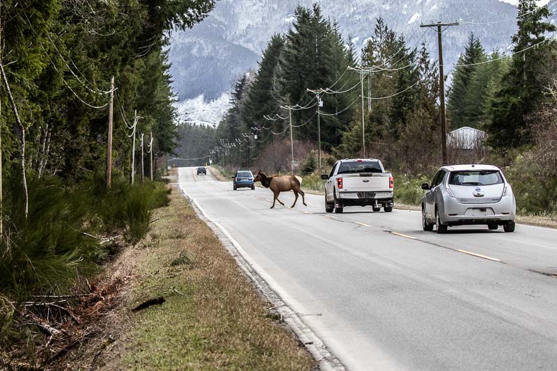 Carl ErlandYoubou Elk & CommunityFeburary 2023Local Traffic