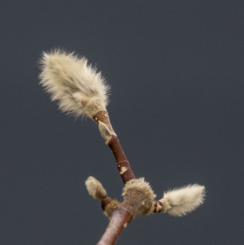Carl ErlandFebruary 2023Pussy Willow