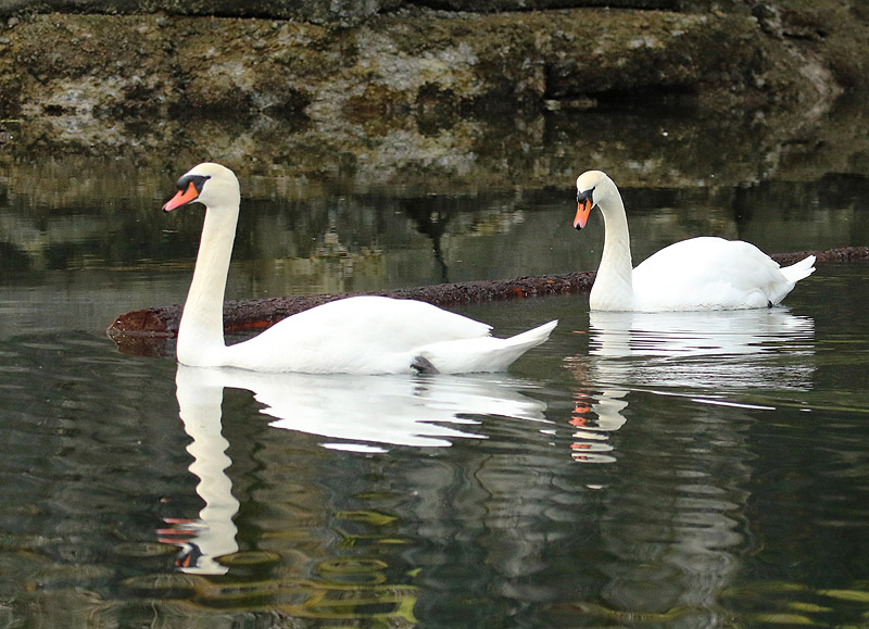 Willie HarvieMaple Bay/Genoa BayFebruary-March 2023 Mute swan pair