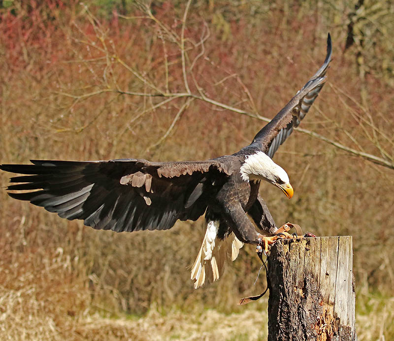 <br>Willie Harvie<br>Pacific Northwest Raptors<br>March 30, 2023<br>The Eagle has Landed
