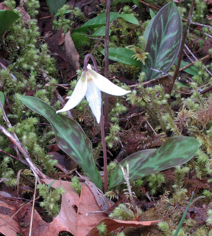 Willie HarvieApril 2023Fawn lily