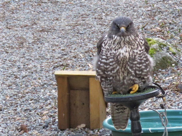 <br>Marilyn Jeffries<br>Pacific Northwest Raptors<br>So Whatre You Looking At?<br>