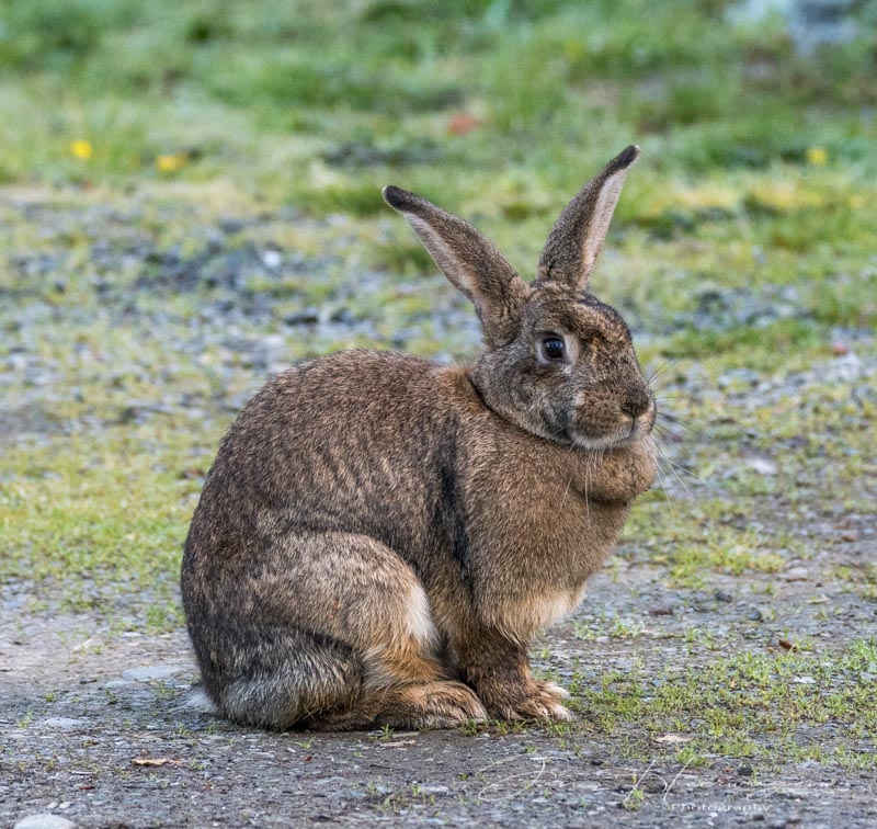 Jan HeerwagenApril 2023Mr. Rabbit
