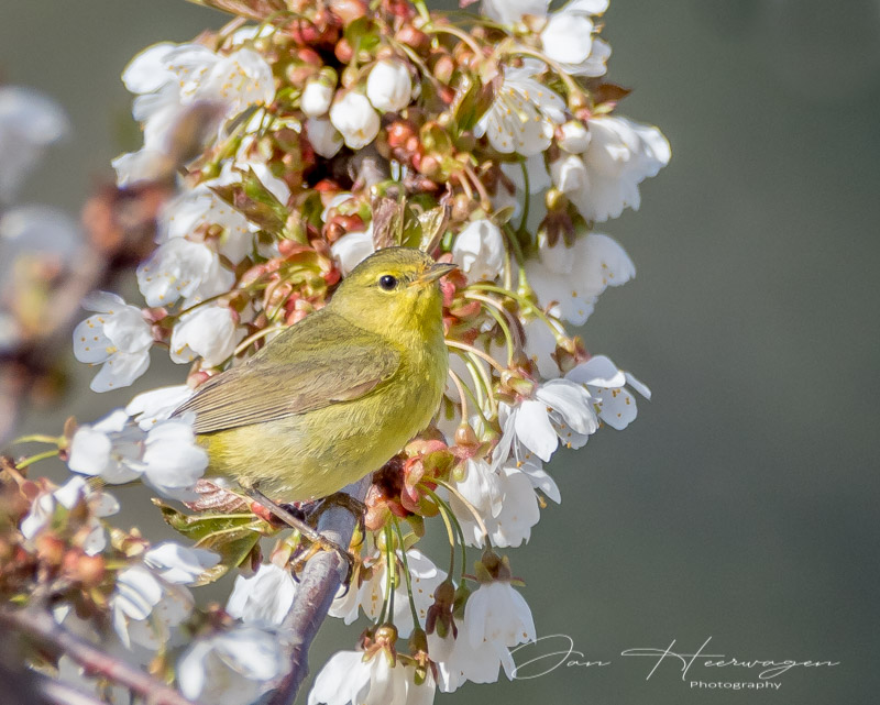 Jan HeerwagenApril 2023Warbler in Spring Blooms