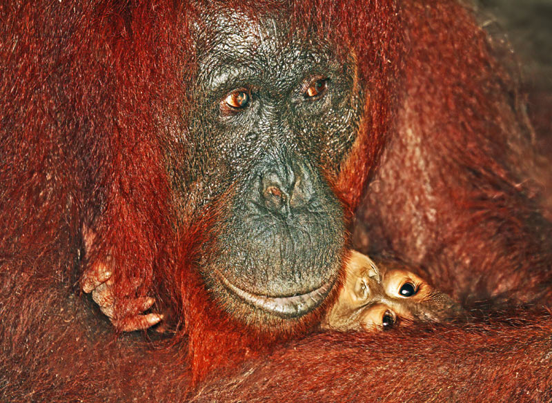 Bob Skelton2023 MayEvening FavouritesTheme: WildlifeA Jungle Mother's Cuddle