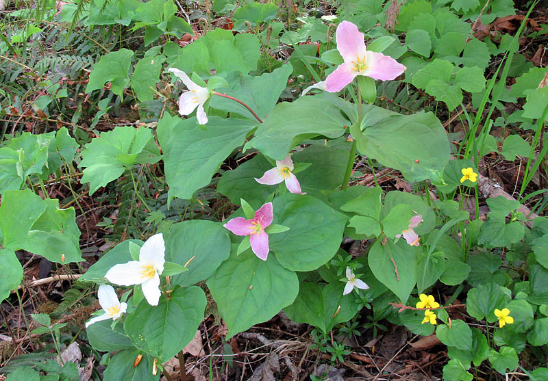 Willie HarvieCowichan Lake Spring Flower LoopMay 2023Trilliums & Yellow Violets