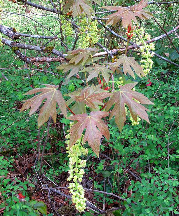 Willie HarvieCowichan Lake Spring Flower LoopMay 2023Big Leaf Maple florets 