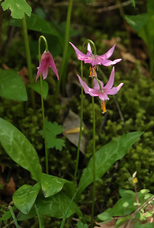 <br>Willie Harvie<br>Cowichan Lake Spring Flower Loop<br>May 2023<br>Pink fawn lilies