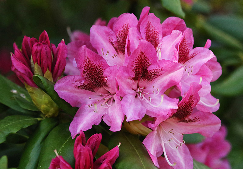 Willie HarvieApril 2023Rhododendron