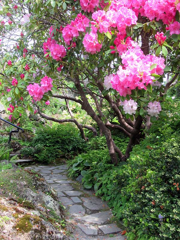 Willie HarvieMay 2023Magnificent Rhododendrons