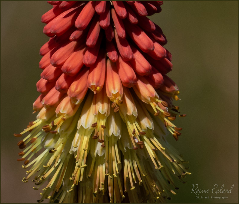 Racine ErlandJune 2023Red Hot Poker