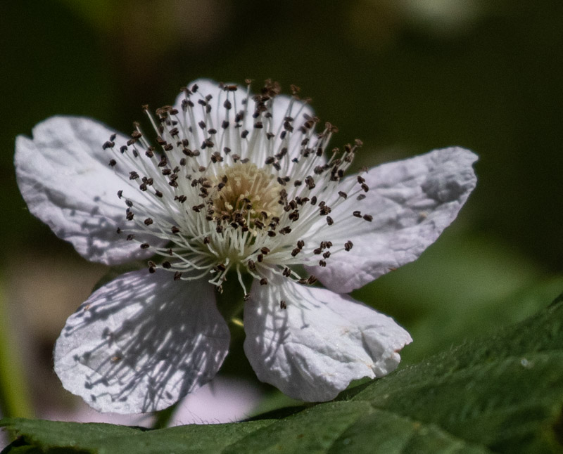 Carl ErlandJune 2023Invasive Himalayan-blackberry Blossom