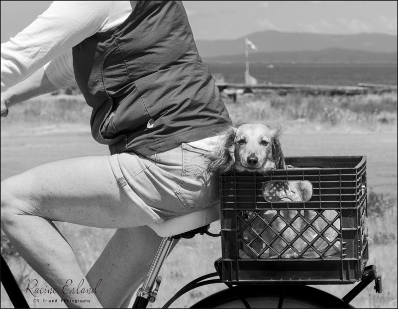 Racine Erland2023 Summer ChallengeJune: Black & White-Pet PhotographyJust Along for the Ride