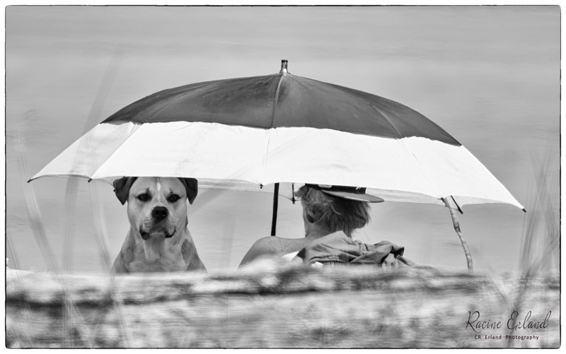 Racine Erland2023 Summer ChallengeJune: Black & White-Pet PhotographyYes...I love the shade!