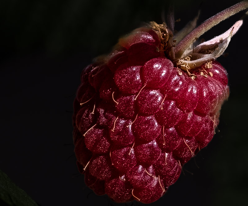Carl Erland2023 Summer ChallengeJuly: Close up or  Macro -#1 Fruit or VegieReady Raspberry