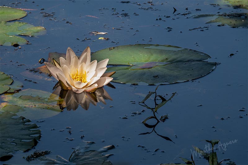 Martha Aguero  June 2023 Water Lily in its prime