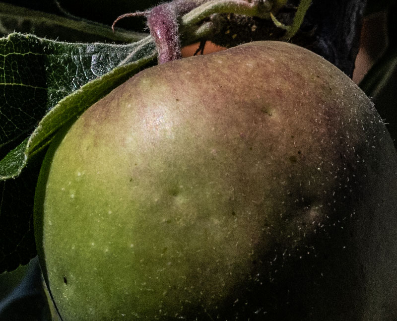 <br>Carl Erland<br>2023 Summer Challenge<br>July:Closeup or Macro - #1 Raw Fruit or Vegetable<br>Young Apple