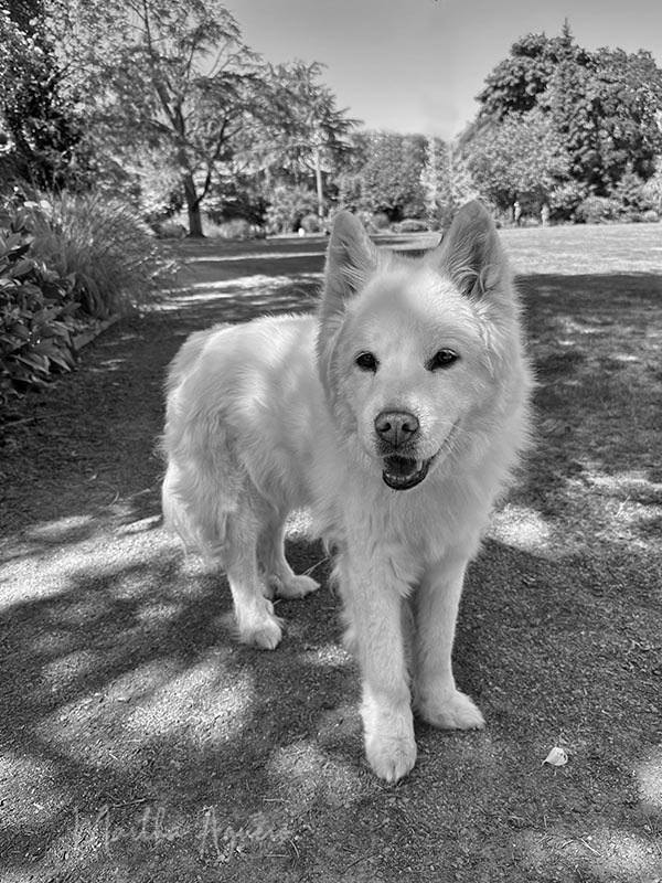 <br>Martha Aguero<br>2023 Summer Challenge <br>June - Black and White - Pets <br> A Korean Jindo dog
