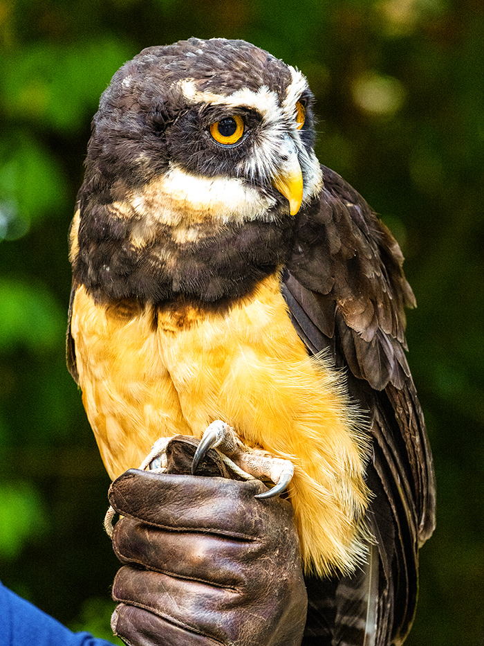 <br>Claus Madsen<br>2023 July<br>London Drugs Canvas Print<br>Theme:  Open<br>Owl At Raptors Center