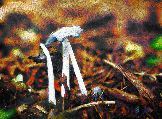 Derek Rundell2023 Summer ChallengeJuly:Close Up or MacroBackyard Fungi