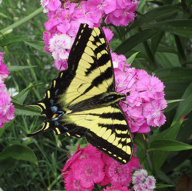<br>Willie Harvie<br>June 2023<br>Swallowtail Butterfly