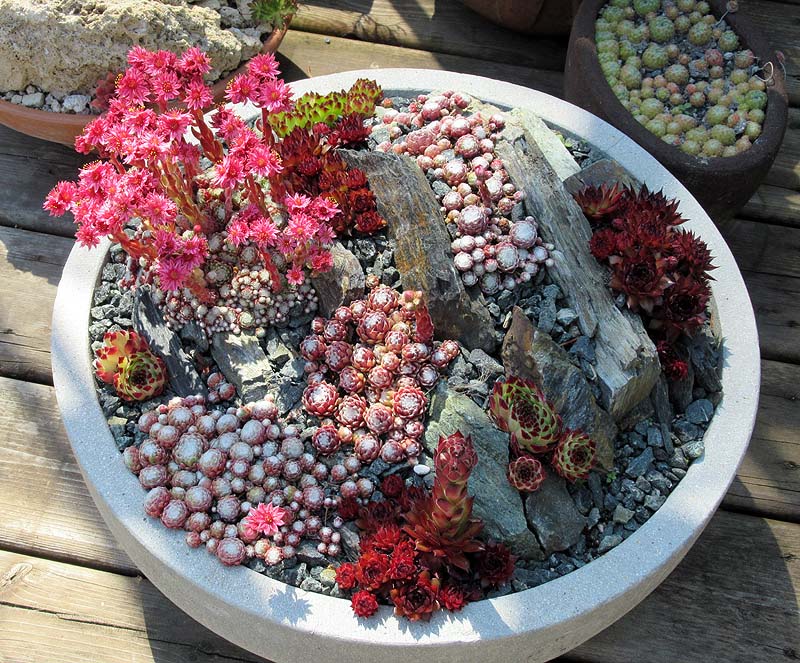 Willie HarvieJune 2023Colourful succulent bowl 