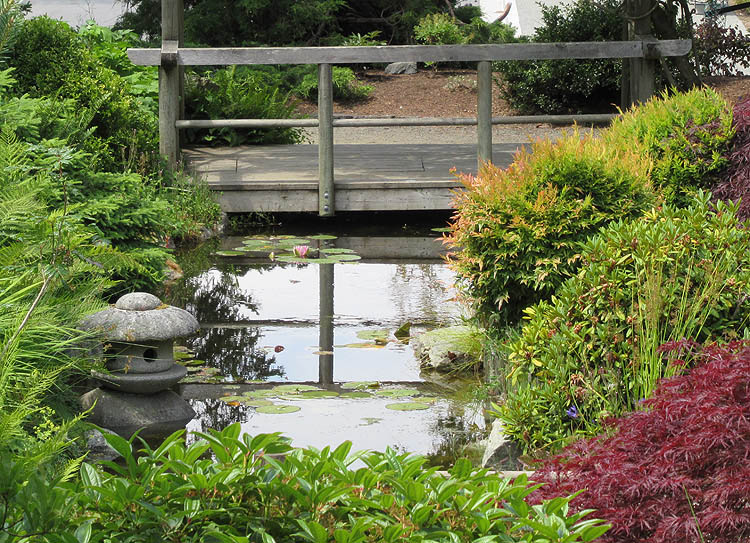 Willie HarvieJune 2023Takata Japanese Garden pond 