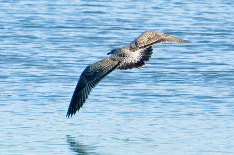 Marilyn JeffriesJuly 2023Beautiful Plumage on a Juvenile Gull