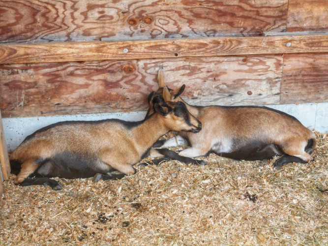 Leo MosleyField Trip September 2023Cowichan ExhibitionAre They Looking at Us?