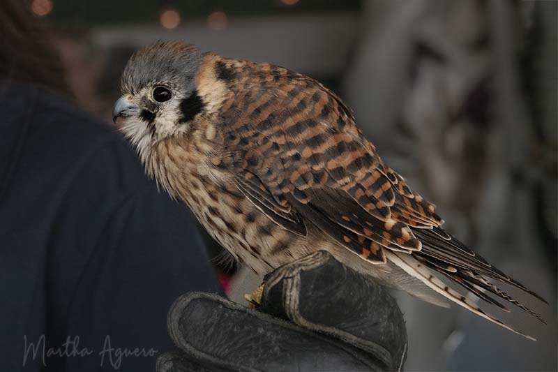 Martha AgueroField Trip  - September 2023Cowichan Exhibition Teeny Tiny Falcon