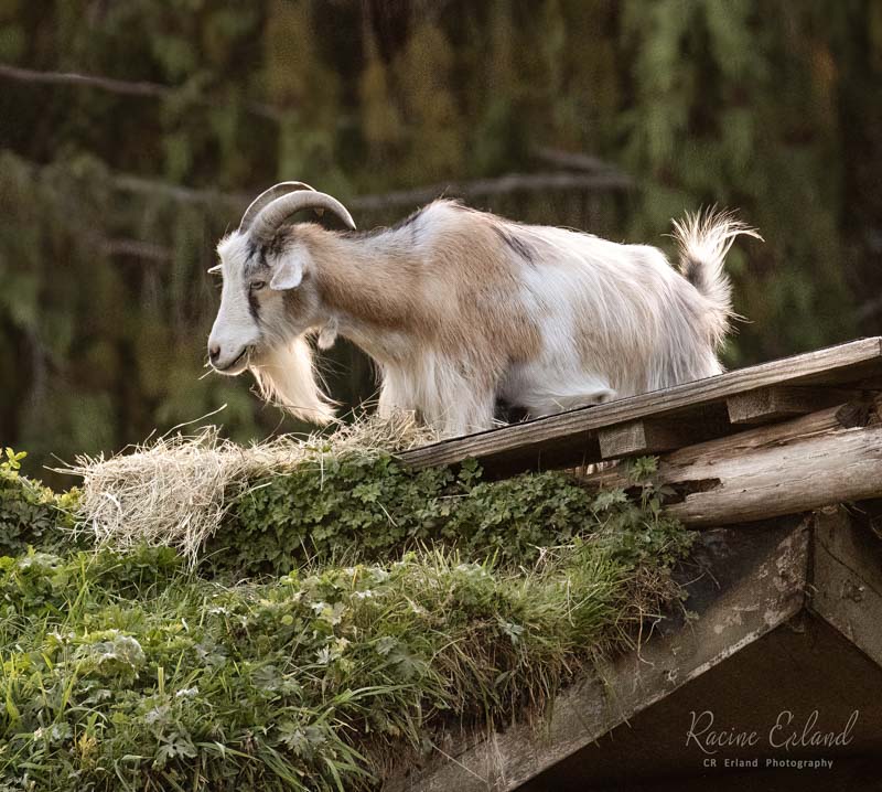 Racine ErlandSeptember 2023Minyon, a Famous Goat