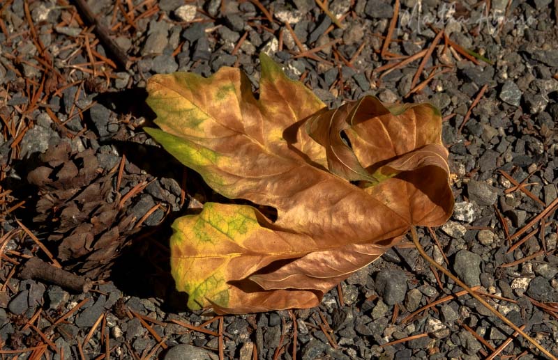 Martha AgueroAugust 2023Golden leaf