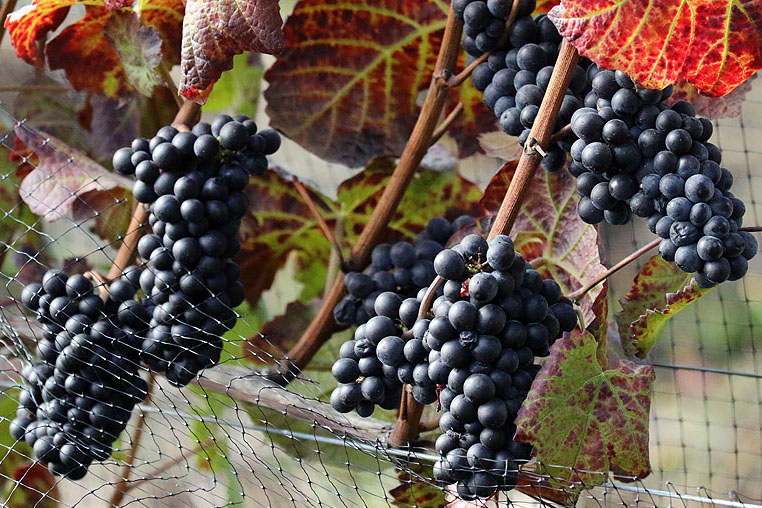 Willie HarvieCowichan WineriesField trip Sept. 18 - 30, 2023Ready to be Picked