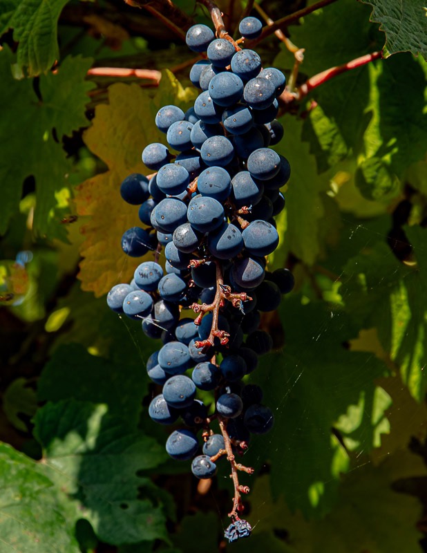 Ed TajeCowichan Wineries.Field Trip-Sept 18-30,2023Grapes by the Bunch