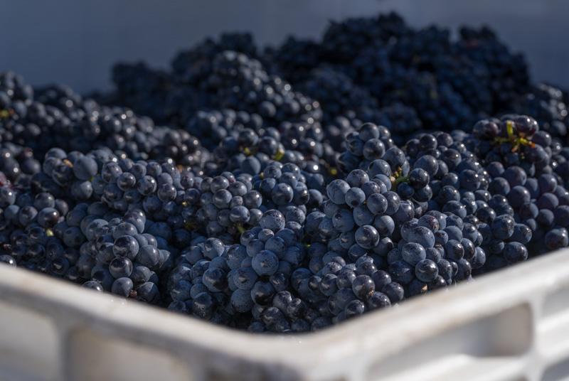<br>Valerie Payne<br>Cowichan Wineries<br>Field Trip-Sept 18-30,2023<br>Bunches and Bunches