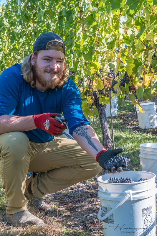 Jan HeerwagenCowichan WineriesMiles Working the Harvest