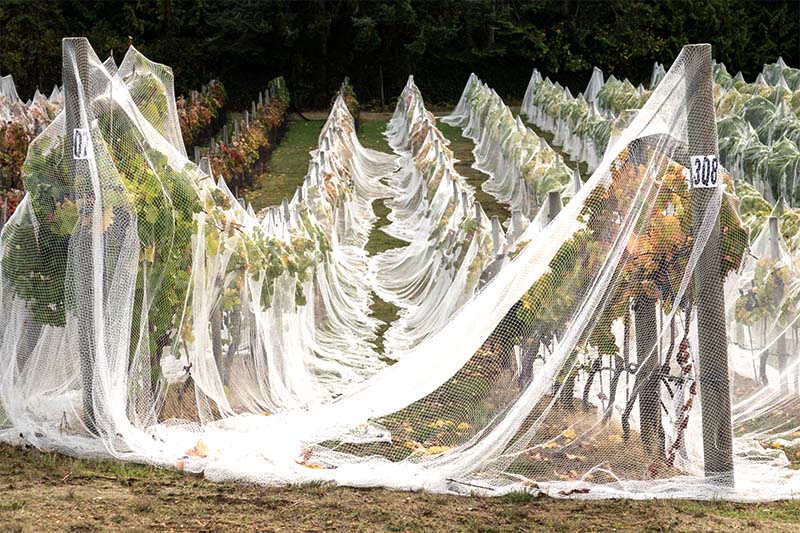 Martha AgueroEvening Favorites - Texture October 2023 A protective veil - 3rd